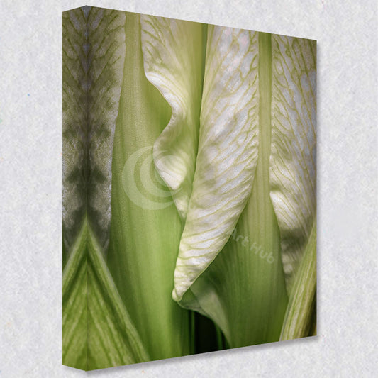 "Anticipation" photograph