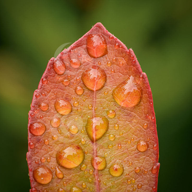 "Autumn Blaze"