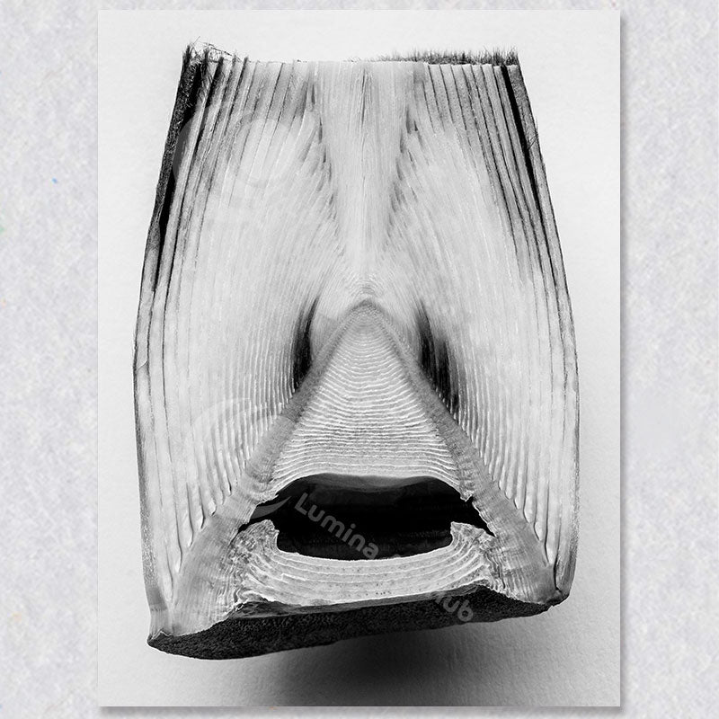 "Expressions of Nature"