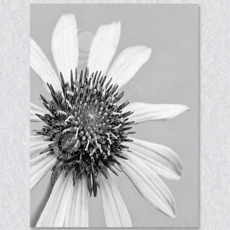 "Fading Glory" photograph by BC