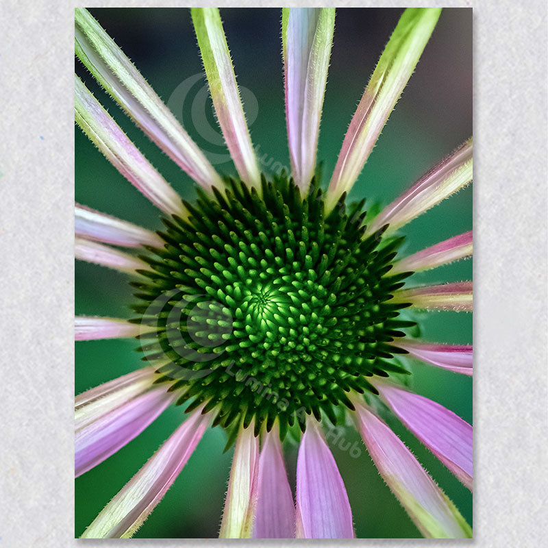 "Floral Fusion" photograph by Brian Houle.
