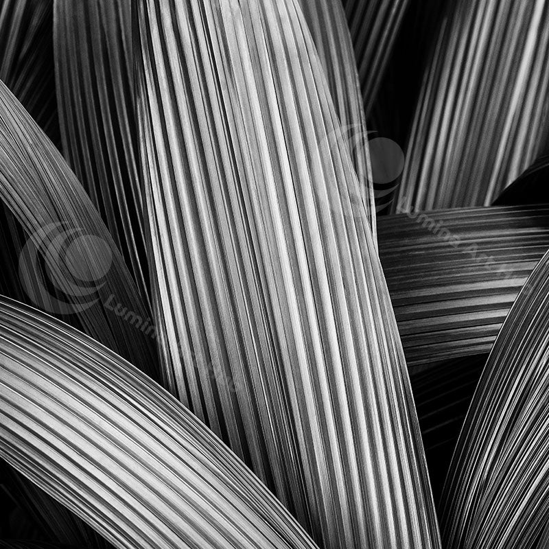"Linear Elegance"
