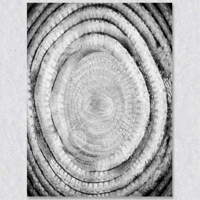 "Nature's Ring" photograph by Brian Houle. Black and white photo of a cross section of bamboo.