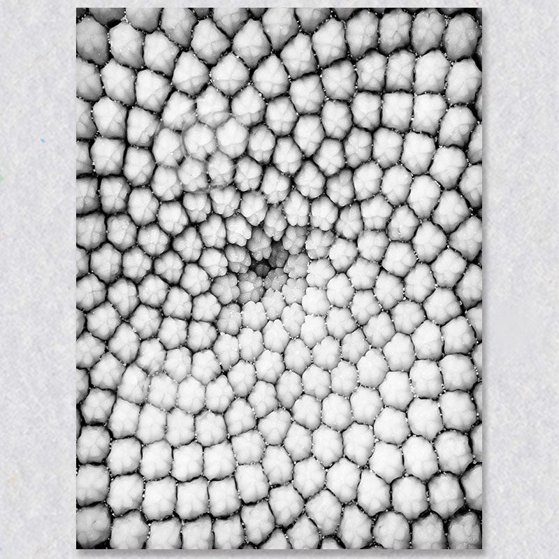 "Petals and Patterns"