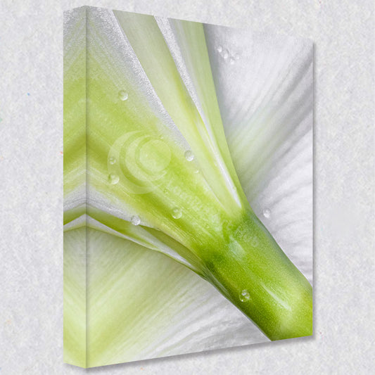 "Trumpet of Elegance" photograph