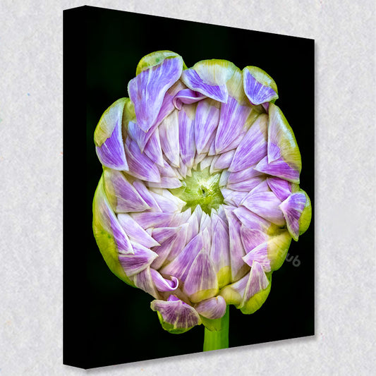 "Windmill of Beauty"