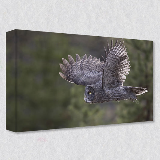 "Inflight Majesty" photograph