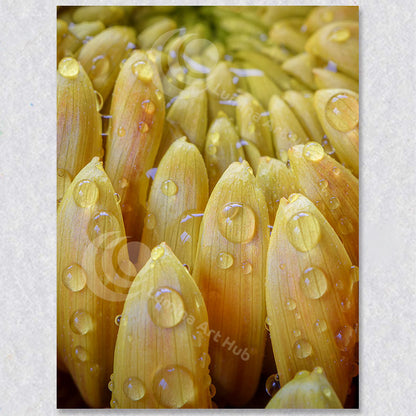 "Rain-Kissed Layers: Chrysanthemum in Focus" is a bright and colourful photograph by Brian Houle.