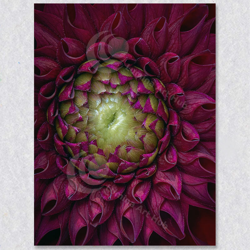 "Petal Dance" is a photograph of an burgundy Dahlia by Vancouver Photographer Brian Houle.