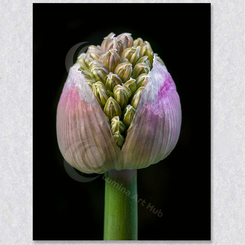 "Celestial Cluster" is a photograph of an Allium Cluster about to blossom by Vancouver Photographer Brian Houle.