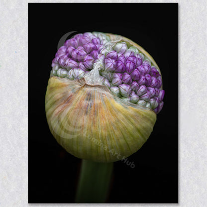 "Floral Constellation" is a photograph of an Allium Cluster about to blossom by Vancouver Photographer Brian Houle.