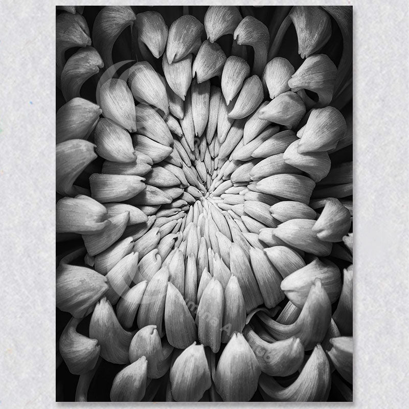 "Grace in Greyscale: Chrysanthemum Close-Up" is a black & white photograph by Brian Houle.