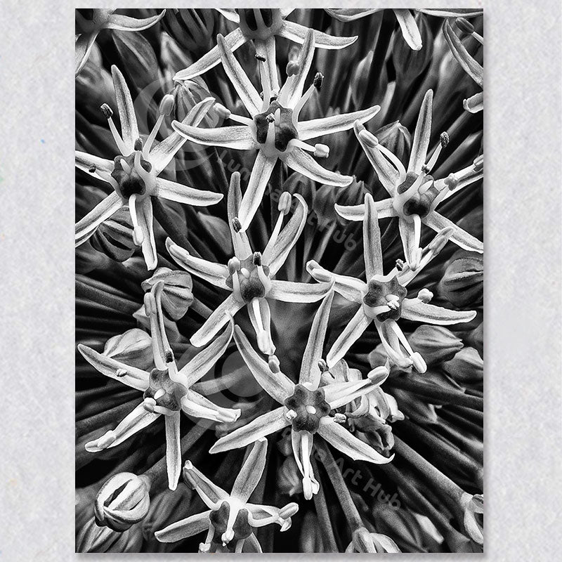 "Monochrome Bloom" is a photograph of an Allium Cluster about to blossom by Vancouver Photographer Brian Houle.