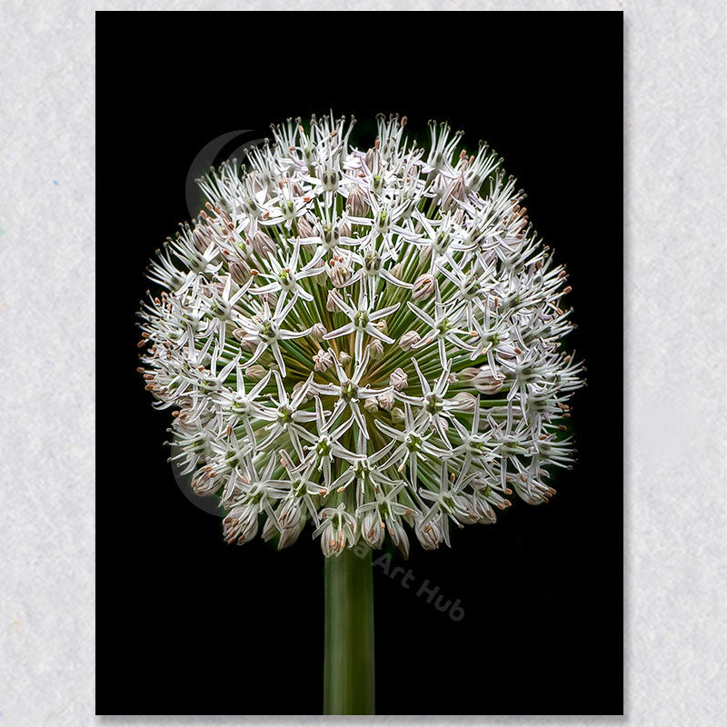 "Orb of Stars II" is a photograph of an Allium Cluster flowering by Vancouver Photographer Brian Houle.