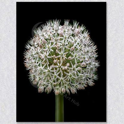 "Orb of Stars II" is a photograph of an Allium Cluster flowering by Vancouver Photographer Brian Houle.