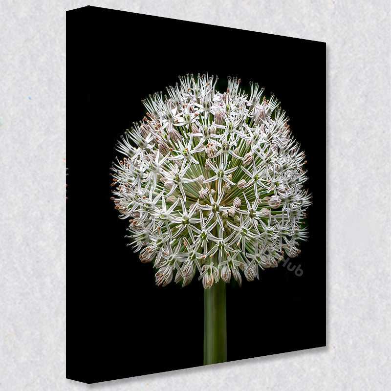 "Orb of Stars II" comes as a gallery wrapped canvas print with a rich 1.5 inch thick wood frame. We use a moisture resistant poly-cotton canvas that will not sag and high quality inks that will last over 100 years.