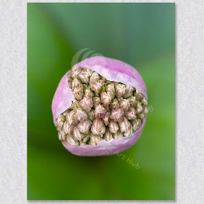 "Allium Orbs of Stars I" is a photograph of an Allium Cluster about to blossom by Vancouver Photographer Brian Houle.