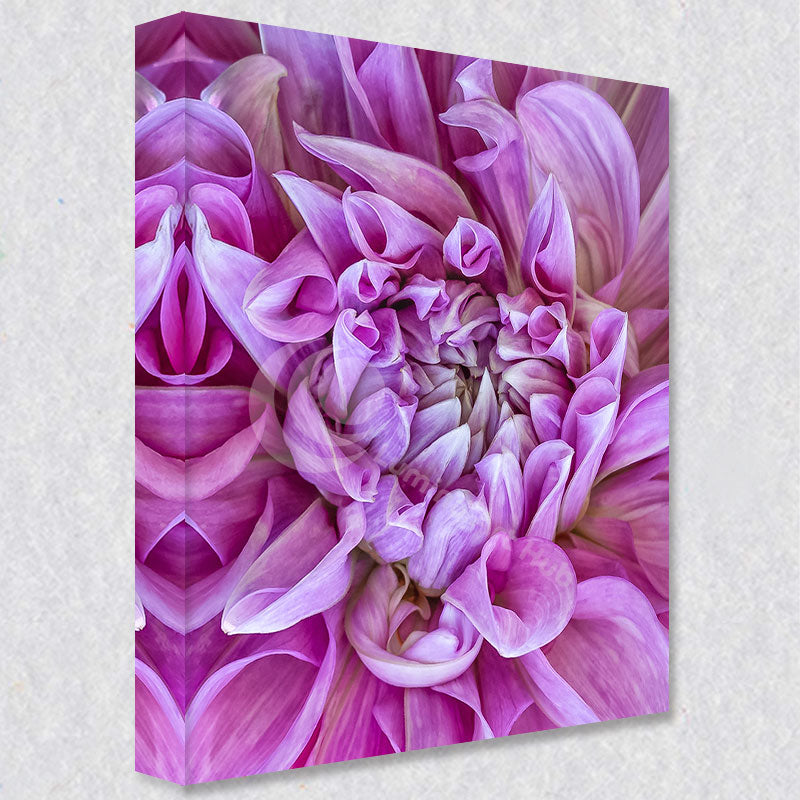 "Dahlia Pink Swirl" photograph is available as a pre-framed canvas or on fine art paper. You pick the size to fit your space.