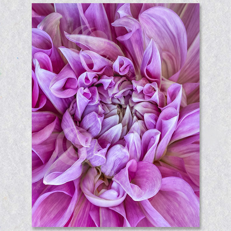 "Dahlia Pink Swirl" is a bright pink photograph of the petals of a Dahlia.