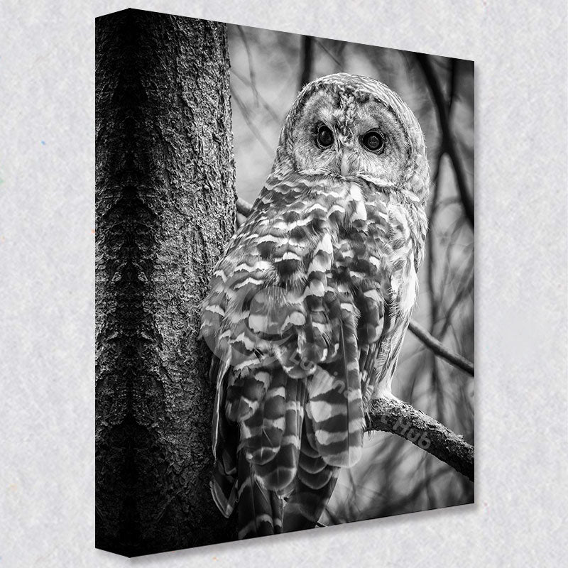 "Silent Watcher" photograph is available as a pre-framed canvas or on fine art paper. You pick the size to fit your space.