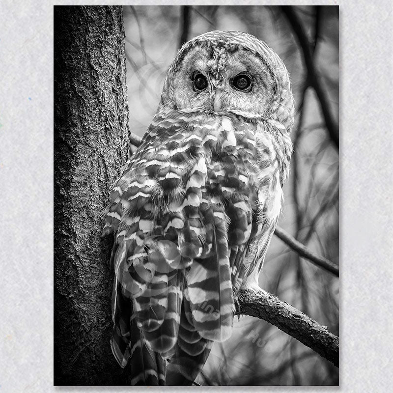 "Silent Watcher" is a black and white photograph if a Barred Owl by BC photographer Brian Houle.