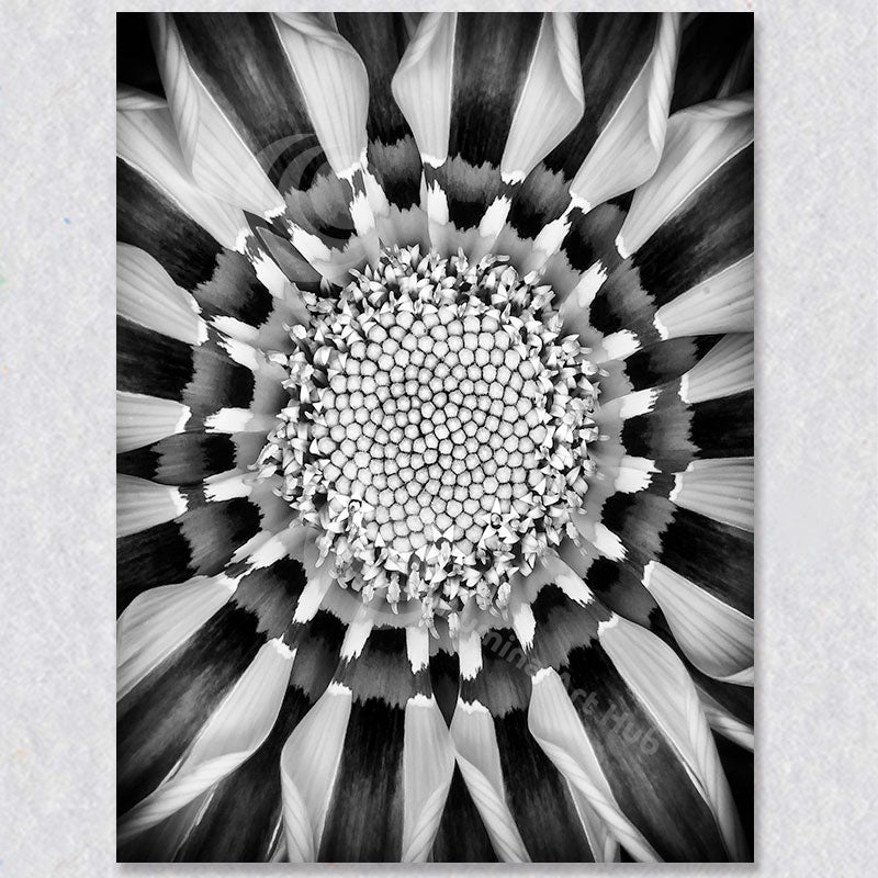 "Silver Bloom" black and white photograph of a Gazania Treasure flower by photographer Brian Houle.