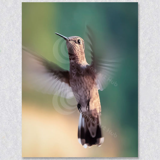 "Suspended Flight" photograph is by Brian  Houle.