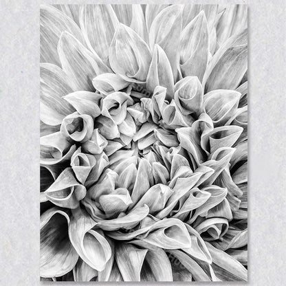 "Timeless Bloom" is a photograph of an Dahlia in Black & White by Vancouver Photographer Brian Houle.