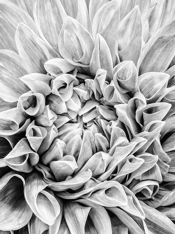 Close-up of a black and white flower