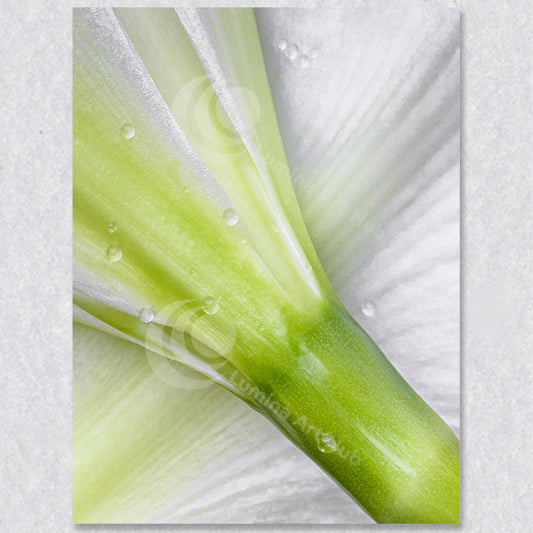 "Trumpet of Elegance" photograph by Brian Houle.