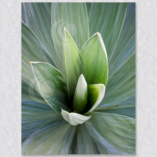 "Verdant Blades" photograph by Brian Houle.