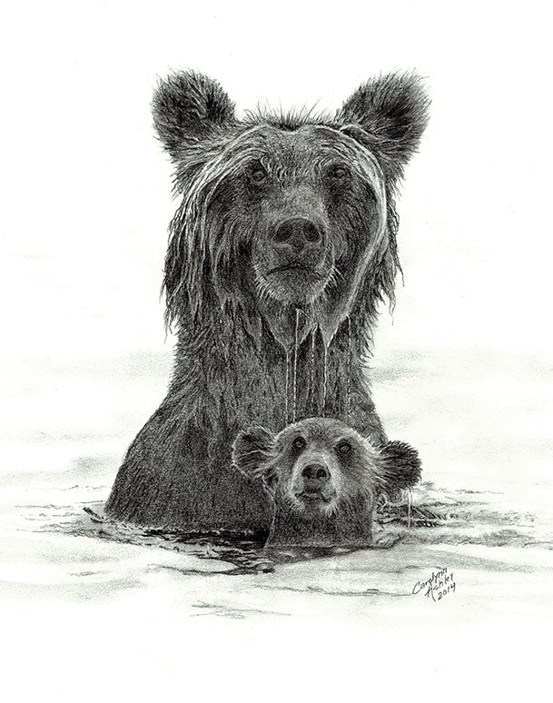 Pencil drawing of two bears