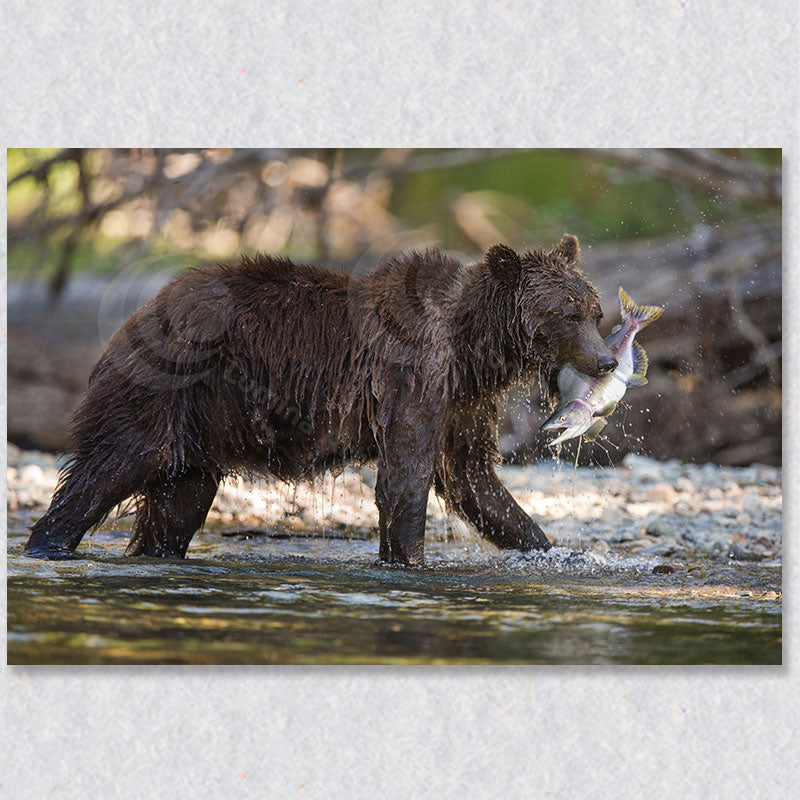 This photograph of a grizzly bear with a fresh catch is available on a gallery wrapped canvas print.