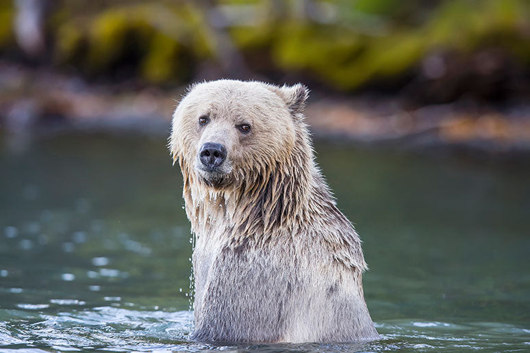 Brown bear standing in water