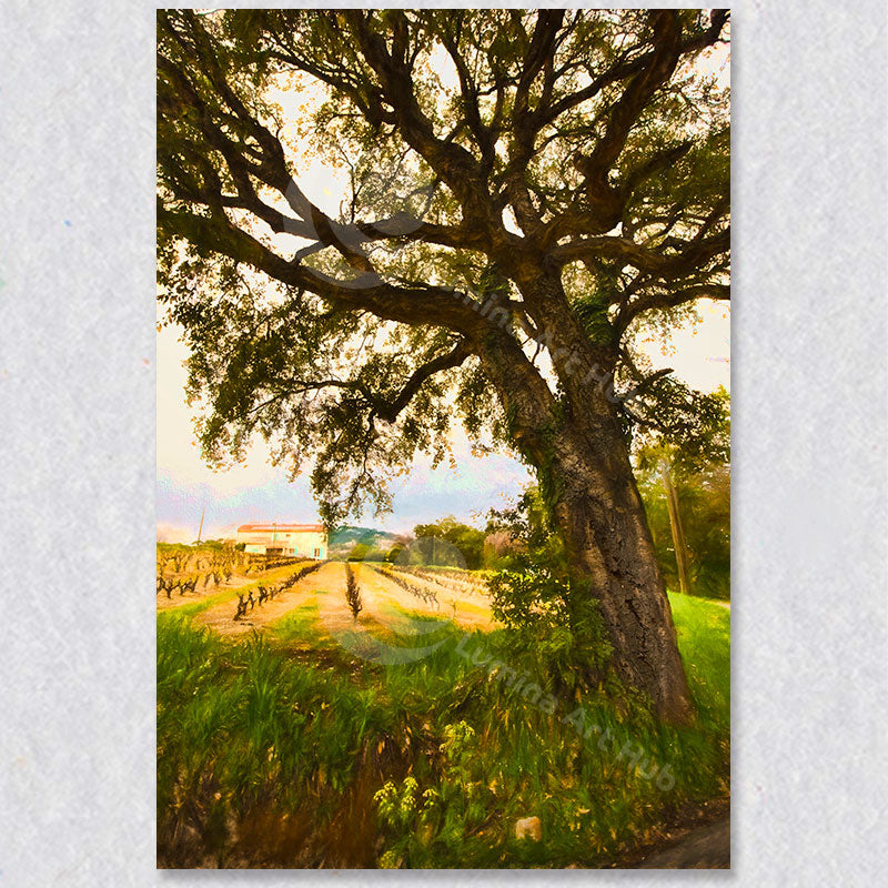 "Cork Tree Serenity" photograph was taken by Canadian photographer Gaby Saliba.