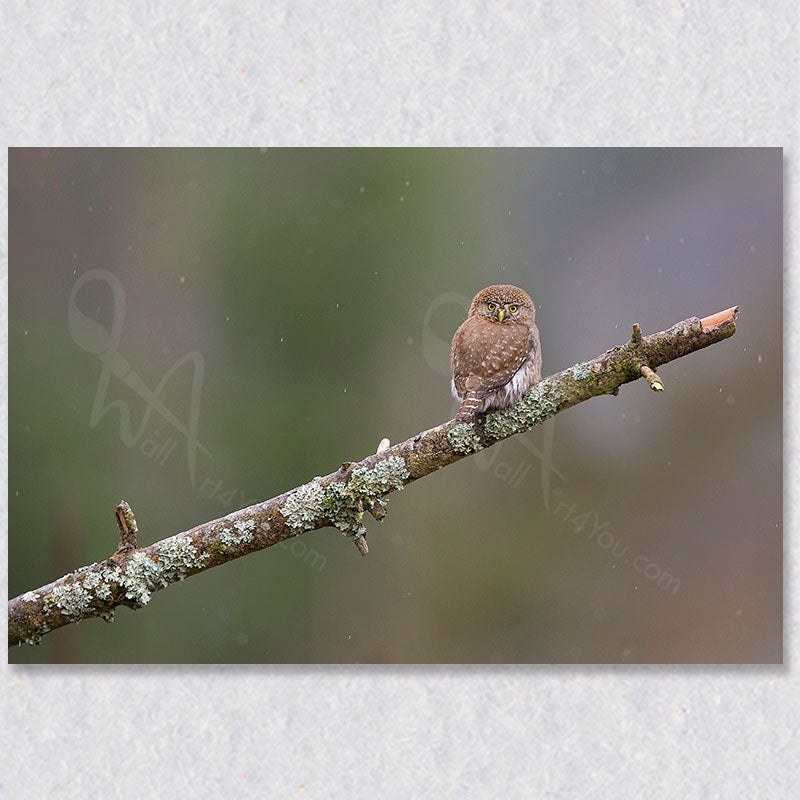 "The Elusive Pygmy Owl" photograph was taken by photographer Gaby Saliba.