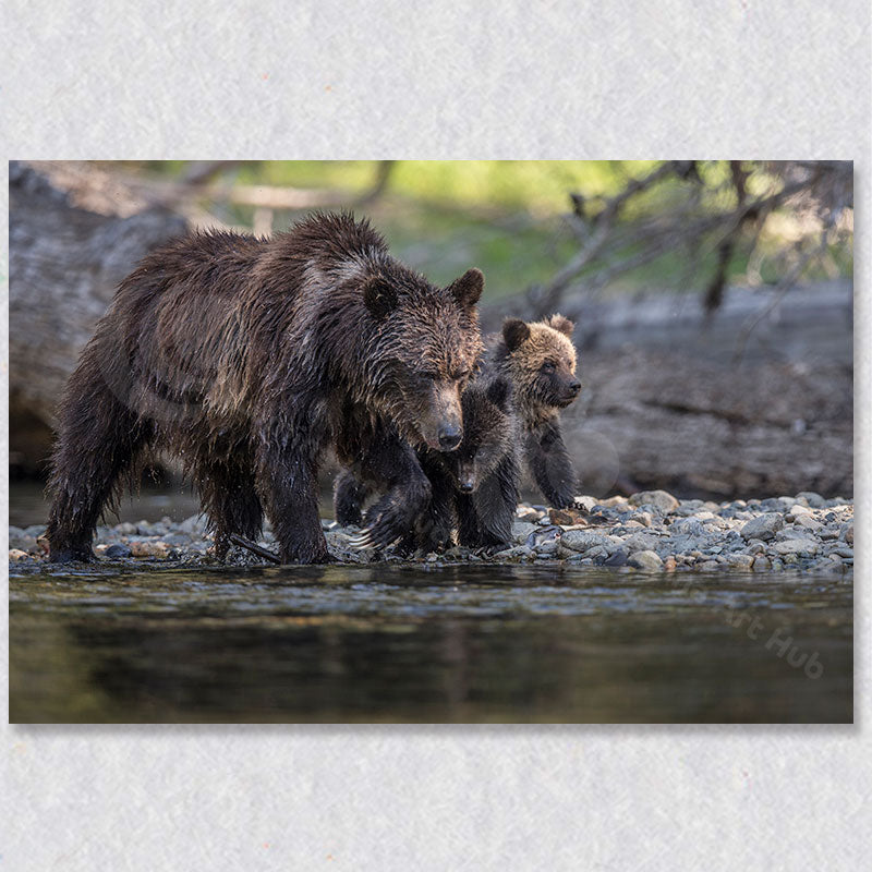 "Family Bond" artwork by Canadian photographer Gaby Saliba depicts a grizzly bear and her cubs.