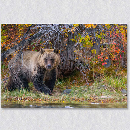 "Gentle Giant" photograph artwork was taken by Canadian photographer Gaby Saliba.