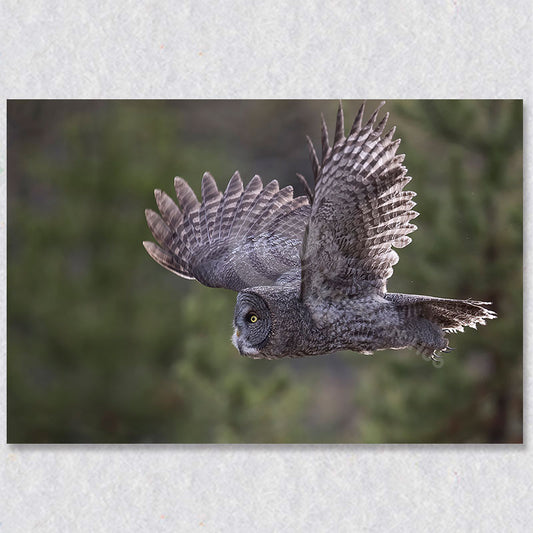 "In Flight" photograph painting