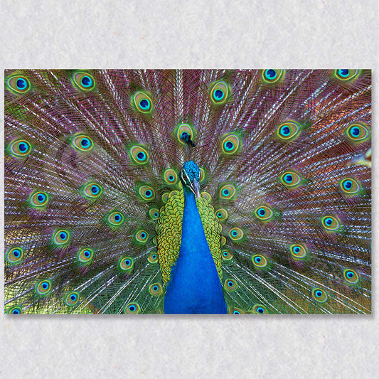 "Malaysian Splendor" peacock photograph was taken by photographer Gaby Saliba.