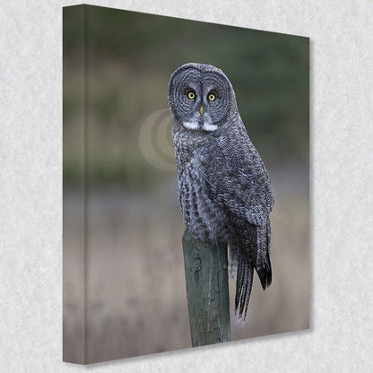 "Silent Sentinel" photograph comes as a gallery wrapped canvas print with a rich 1.5 inch thick wood frame. We use a moisture resistant poly-cotton canvas that will not sag and high quality inks that will last over 100 years.