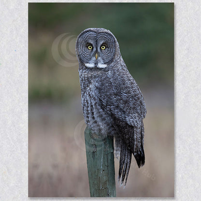 "Silent Sentinel" grey owl photograph was captured by Canadian photographer Gaby Salib