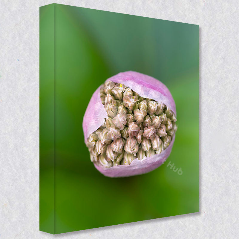 "Allium Orbs of Stars I" comes as a gallery wrapped canvas print with a rich 1.5 inch thick wood frame. We use a moisture resistant poly-cotton canvas that will not sag and high quality inks that will last over 100 years.