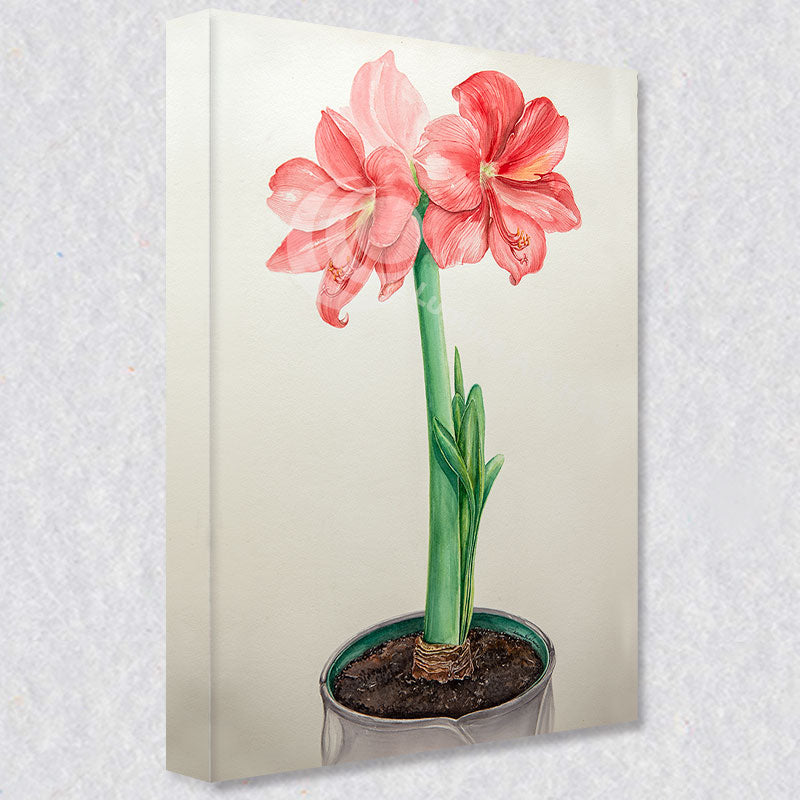 Amaryllis Bloom" comes as a gallery wrapped canvas print with a rich 1.5 inch thick wood frame. We use a moisture resistant poly-cotton canvas that will not sag and high quality inks that will last over 100 years.