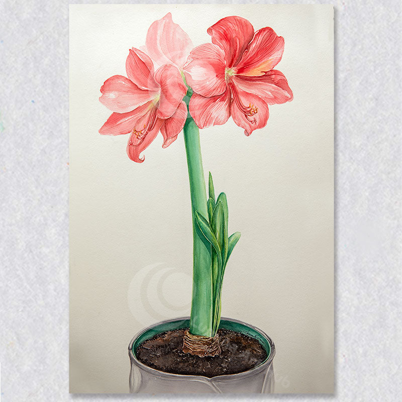 This delightful watercolour of red amaryllis in full bloom.  